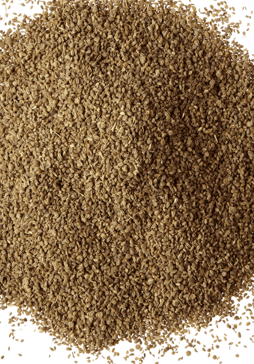 Celery Seed